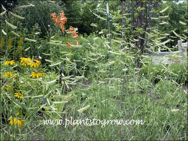 Blond Ambition Side-Oats Grama
This grass is transparent. You can see through the plant to the flowers in the background planting.